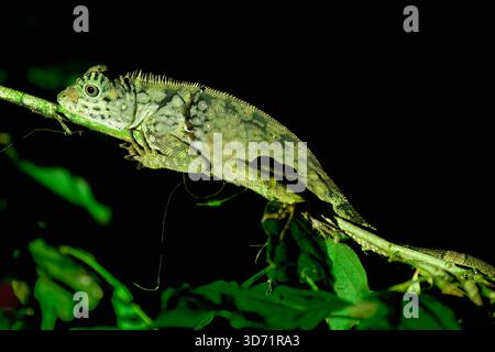 Lucertola testa d'angolo del Borneo (Gonocephalus bornensis) su un ramo di notte, Borneo, Malesia Foto Stock