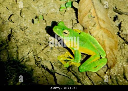 Rana volante di Wallace (Rhacophorus nigropalmatus), Borneo, Malesia Foto Stock