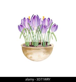 I fiori primaverili in vaso di ceramica, i crochi di colore azzurro e lilla disegnati a mano crescono in vaso di argilla, la primavera e la Pasqua illustrano il bouquet viola e l'avidità Foto Stock