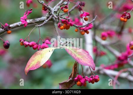 Ultime due foglie su Spindle.Euonymus europaeus 'Red Cascade' Spindle Fruits Foto Stock