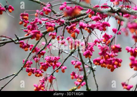 Spindle Euonymus europaeus 'Red Cascade' arbusti frutti arbusti fruttati Giardino vegetale senza foglie Bush a novembre Foto Stock