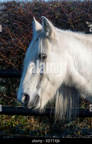 Cavallo grigio senior con criniera lunga all'aperto in una fredda mattina invernale Foto Stock