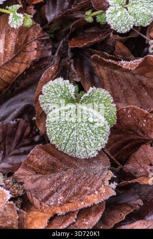 Macro di foglie verdi congelate su terreni boschivi Foto Stock