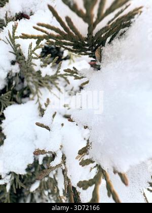Foglie verdi di conifere ad ago parzialmente ricoperte da soffice neve bianca, vista invernale ravvicinata. Foto Stock
