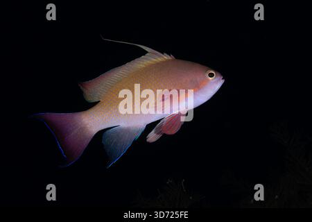 Scalefin anthias, Sea goldie, Pseudanthias squamipinnis, su sfondo nero, Tulamben, Bali, Indonesia Foto Stock