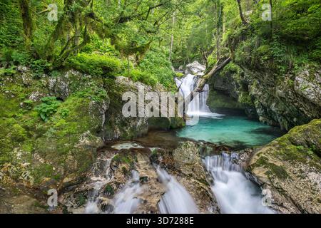 Il Sunik Water Grove in Slovenia. Foto Stock