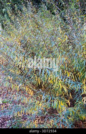 Una fitta macchia di salice (Salix) con lunghe foglie verdi e gialle che crescono in un giardino naturale all'aperto. Foto Stock