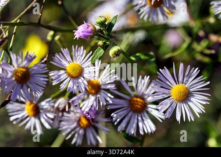 Un gruppo di piccoli fiori autunnali gialli e bianchi su un cespuglio di Erigeron, Polonia Foto Stock