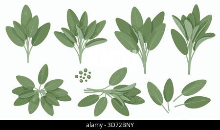 Set di erbe di salvia. Illustrazione vettoriale di piante di salvia verdi, isolate su sfondo bianco. Erbe culinarie, condimento. Illustrazione Vettoriale