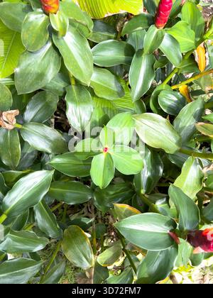 Un verde foglie è adagiato su un lussureggiante giardino tropicale dominato da grandi Foto Stock