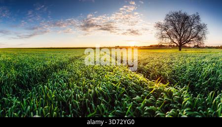 Panorama di un inglese un campo di grano in primavera. Il grano è ancora verde e sullo sfondo di campagna Foto Stock