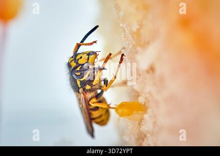 Deutsche Wespe (Vespula germanica) frisst Kuchen. *** Didascalia locale *** .. Foto Stock