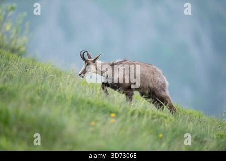 Camosci / Gaemse (Rupicapra rupicapra) cammina in salita su verdi prati alpini per foraggio. Foto Stock