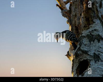 Picchio arroccato su Birch Tree al tramonto Foto Stock