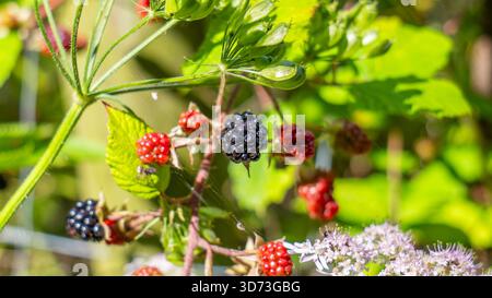 Una foto ravvicinata di un gruppo di more (specie di Rubus) sulla vite, che mostra i frutti in vari stadi di maturazione: Nero intenso (maturo) Foto Stock