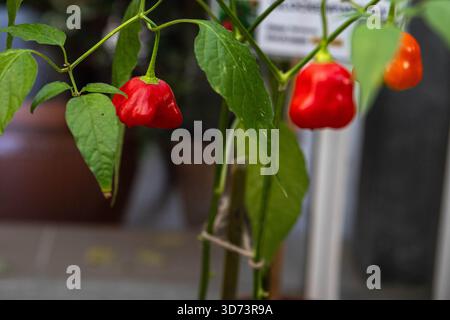I peperoni di Scotch (Capsicum chinense) sono appesi a una pianta. I peperoni sono rossi e arancioni con una caratteristica forma rugosa e simile a una lanterna Foto Stock