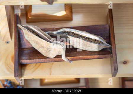 Le cialde di semi essiccati sono esposte su un piccolo ripiano in legno. Le cialde sono allungate con una consistenza ruvida e marrone e contengono file di semi visibili. Foto Stock