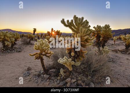 Un cactus Cholla di orsacchiotto (Cylindropuntia Bigelovii) che risplende nel caldo sole che tramonta all'interno del Joshua Tree National Park, California. Foto Stock