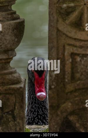 Un cigno nero si affaccia da una balaustra all'interno del monumentale giardino di Valsanzibio, Padova, Italia Foto Stock