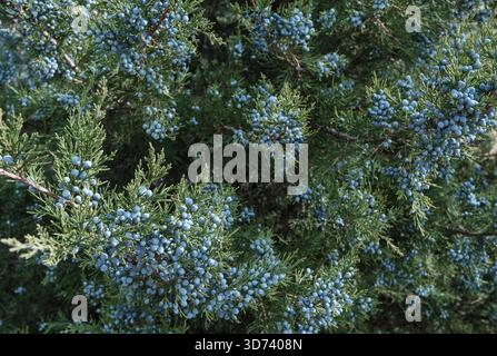 Vista ravvicinata del fogliame di ginepro verde scuro, simile a un ago, carico di bacche mature, azzurre cerose o coni di semi. Sfondo naturale. Juniperus commu Foto Stock