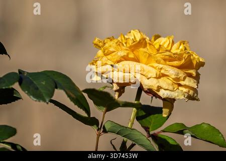 Primo piano di una testa di fiori di rosa gialla in decomposizione con insetto su petali all'inizio dell'inverno nel Wiltshire, Regno Unito Foto Stock