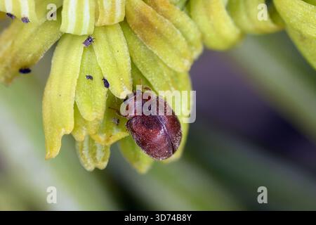 Scymnus impexus è una specie di scarabeo femminile della famiglia Coccinellidae. Un campione adulto che si nutre di afidi durante un'abete. Foto Stock
