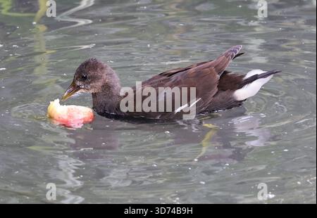 Un giovane Moorhen (Gallinula chloropus) ha trovato una mela da nutrire nel Gloucestershire nel Regno Unito Foto Stock