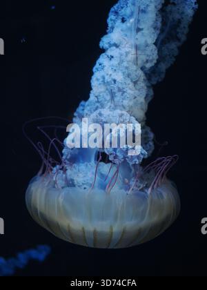 Foto macro che cattura la simmetria radiale e il movimento fluido e fluido del Sea Nettle medusa (Chrysaora) su uno sfondo nero in un museo ta Foto Stock