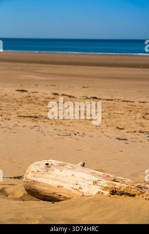 Driftwood intempestivo che riposa su una spiaggia sabbiosa illuminata dal sole con mare blu calmo e cielo limpido sullo sfondo Foto Stock