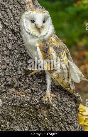 Barn Owl, nome scientifico: Tyto Alba. Ritratto ravvicinato a tutta lunghezza di un fienile arroccato sul fondo di un tronco di albero, rivolto verso la parte anteriore. Verticale. Copia Foto Stock