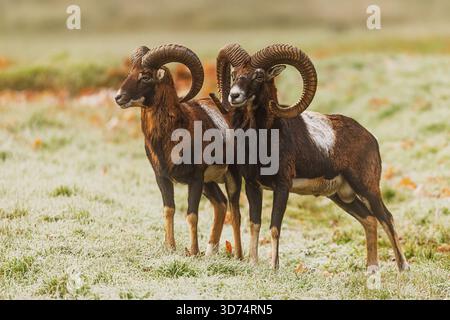 Due mouflon maschi (Ovis orientalis musimon) si stendono fianco a fianco su un prato ghiacciato. Foto Stock