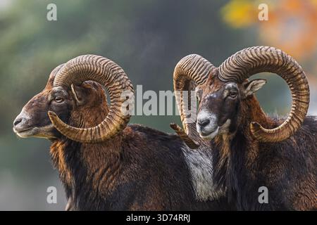 Due arieti mouflon (Ovis orientalis musimon) si avvicinano, mostrando le loro pesanti corna a spirale su uno sfondo sfocato. Foto Stock