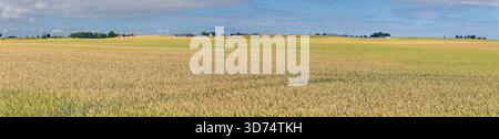 Ampio paesaggio agricolo che mostra campi di grano dorato che maturano sotto un cielo estivo blu, con edifici agricoli distanti e alberi sparsi nel Foto Stock