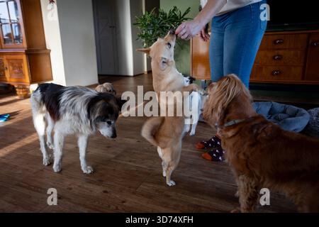 Ambiente domestico con animali domestici premurosi, allenatore che coinvolge i cani che usano dolcetti in un accogliente spazio abitativo, stanza illuminata dal sole dove l'allenatore premia i cani attenti Foto Stock
