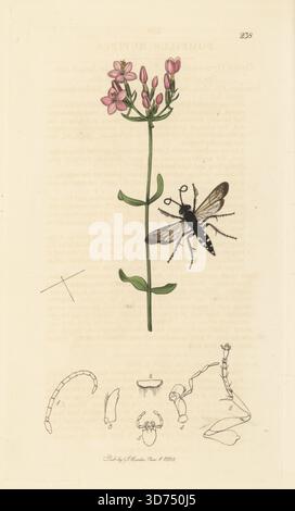 Vespa di ragno con le gambe rosse, fibre episiron (Pompilus rufipes) con centauria comune, Centaurium erythraea (Chironia centaurium). Lastra di rame colorata a mano disegnata e incisa da John Curtis per la sua entomologia britannica, essendo illustrazioni e descrizioni dei generi di insetti trovati in Gran Bretagna e Irlanda, Londra, 1828. John Curtis (1791–1862) è stato un entomologo, illustratore, incisore ed editore. Foto Stock