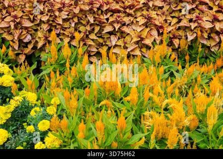 Arancio Celosia argentea 'Century Yellow - Cockscomb, variegato Solenostemon - Coleus e Yellow Tagetes - Marigold al confine misto in estate. Foto Stock
