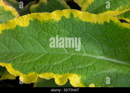 Primo piano di Symphytum x uplandicum 'Axminster Gold' - foglia di Comfrey russa a fine estate. Foto Stock