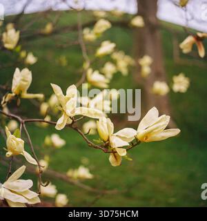 Alberi di magnolia gialla in fiore Foto Stock