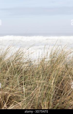 Erba alta e secca sulla riva, con onde oceaniche sullo sfondo. Foto Stock
