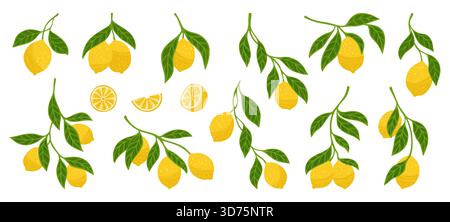 Set testurizzato di limoni. Diversi rami di limone con foglie raccolta botanica brillante. Gli agrumi freschi e succosi astraggono i limoni interi o tagliati. Illustrazione vettoriale degli elementi decorativi Fruit design Illustrazione Vettoriale