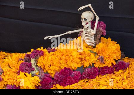 Uno scheletro è seduto su un letto di fiori. Lo scheletro indossa un vestito e sta ballando. La tradizione messicana del giorno dei morti, offerte, cibo, colon Foto Stock