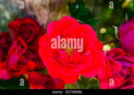 Vista ravvicinata di una singola rosa rossa intensa e vivace, perfettamente nitida, con rose rosse morbide che creano un'atmosfera romantica e appassionata Foto Stock