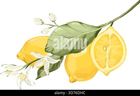 Ramoscello di limone in fiore con frutta e fiori bianchi. Illustrazione vettoriale disegnata a mano nello stile di schizzo rapido. Perfetto per confezionamento, etichette, botanico Illustrazione Vettoriale