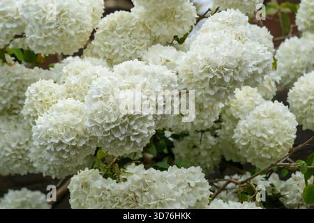 Viburnum macrocephalum sterile, viburnum cinese di palla di neve, grandi ammassi di fiori bianchi sterili simili a palla di neve in primavera. Foto Stock