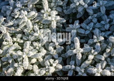 Primo piano estremo di piccole piante da giardino o arbusti completamente ricoperti da folti cristalli di ghiaccio bianchi che brillano al sole del mattino Foto Stock