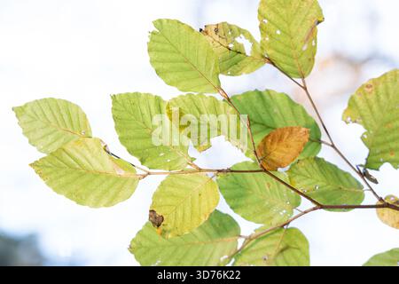 Primo piano di foglie di faggio verde fresco su un ramo con una foglia che diventa marrone contro un cielo bianco brillante che segnala l'inizio dell'autunno Foto Stock