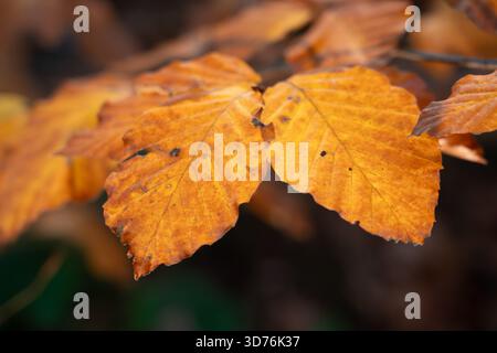 Primo piano di due foglie di faggio arancione dorato adiacenti su un ramo su uno sfondo scuro sfocato che mette in risalto i toni caldi e la struttura delle foglie Foto Stock