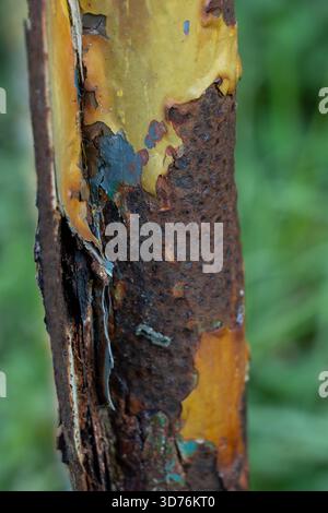 Primo piano estremo di un palo in metallo fortemente arrugginito con residui di vernice giallo, blu e nera, su uno sfondo verde leggermente sfocato Foto Stock