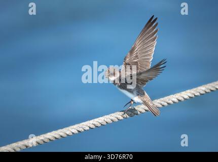 Sand Martin (Riparia riparia) ingoiare svolazzando su una spessa corda intrecciata Foto Stock