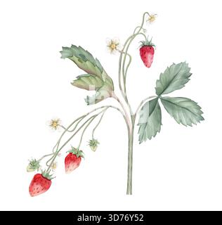 Composizione con rami di fragola selvatica e fiore bianco . Illustrazione ad acquerello disegnata a mano di foglie verdi di fragole del bosco e rosso selvatico Foto Stock